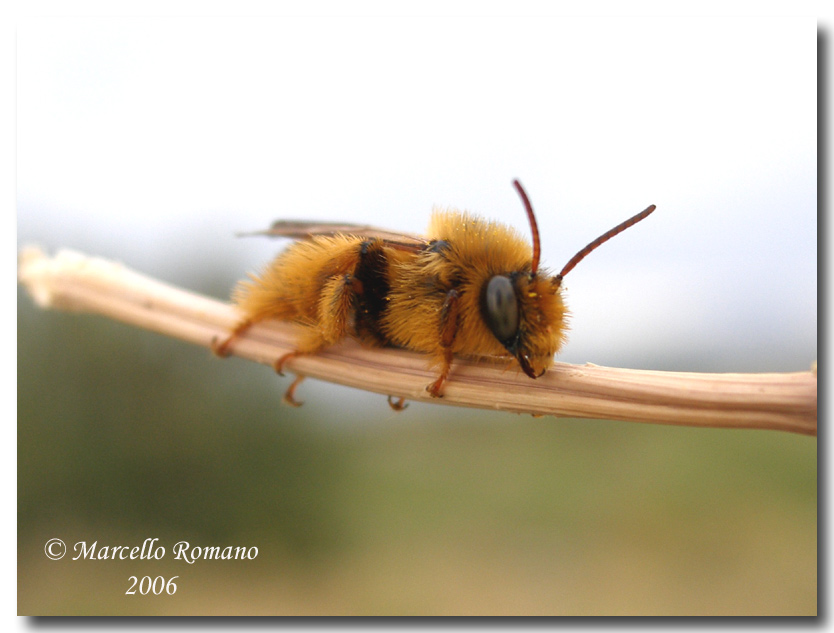 Dasypoda altercator, un Apidae Melittinae che sembra un pelouche